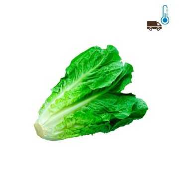 Lechuga tradicional x1/ Lettuce